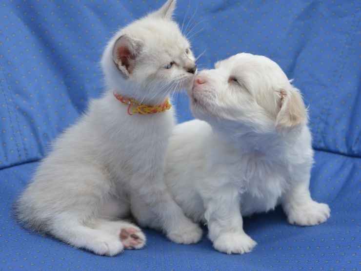 Un cucciolo di gatto e uno di cane