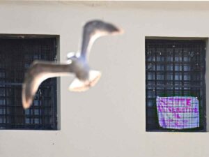 Un gabbiano passa davanti alle finestre del carcere di Poggioreale, è emergenza temperature estreme