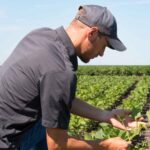 Un contadino raccoglie il raccolto in un campo all'aperto