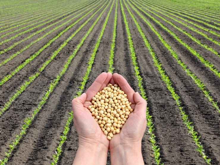 Una contadina ha appena raccolto il grano