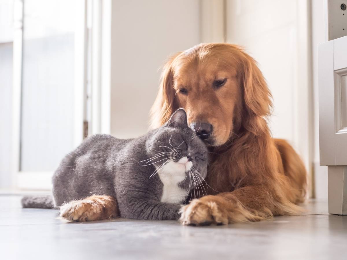 Fino a 2 anni di carcere per chi lascia il cane a casa più di 6 ore: cosa prevede la legge della Svezia contro il maltrattamento dei pet