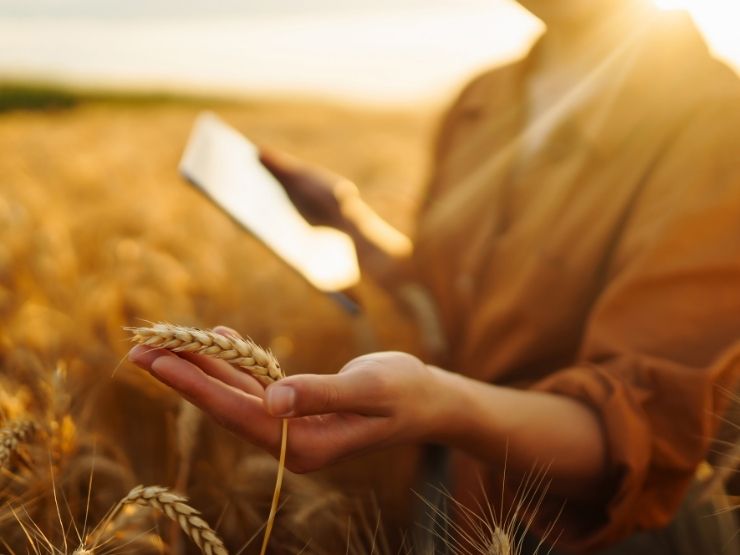 Grano in un campo