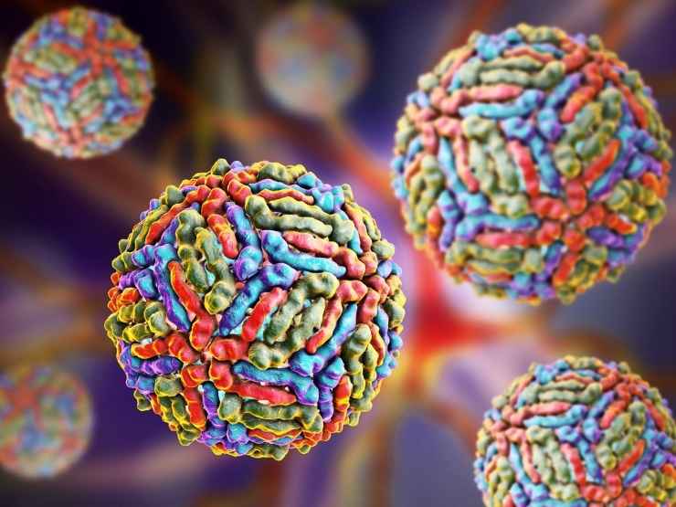 Il virus West Nile in una rappresentazione grafica