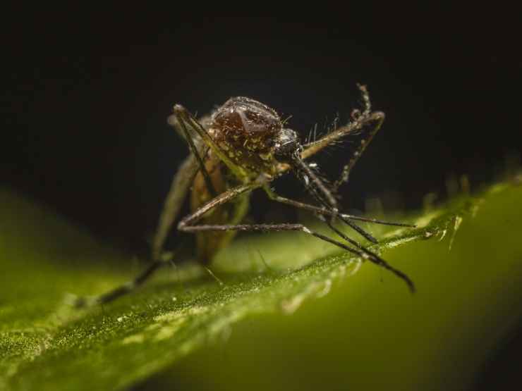 La zanzara Culex responsabile della diffusione del virus West Nile