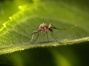 La zanzara Culex, responsabile della diffusione del virus West Nile in Italia