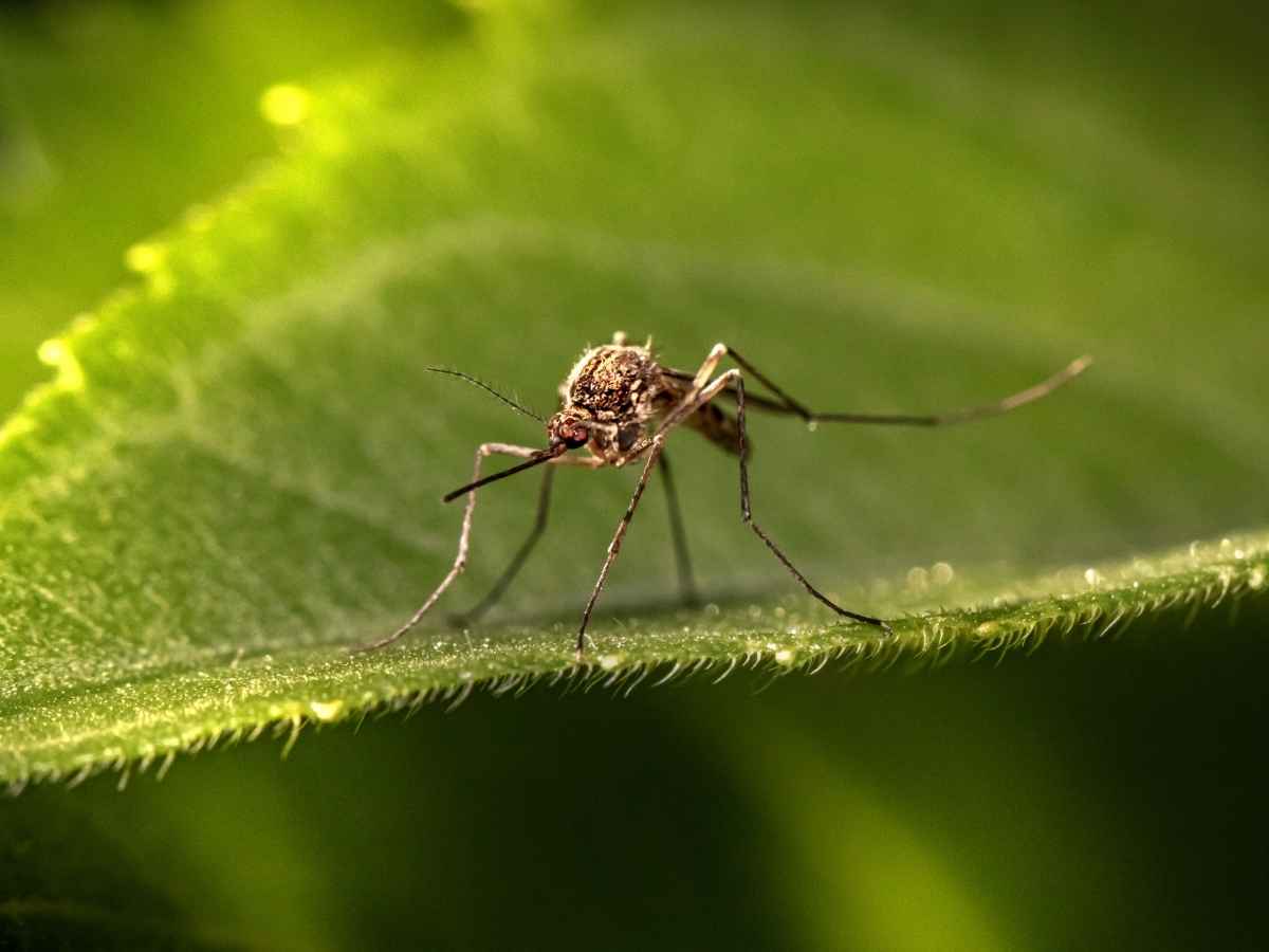 il virus west nile avanza in italia allerta rossa in tre regioni l8217oms l8217aveva previsto condizioni favorevoli