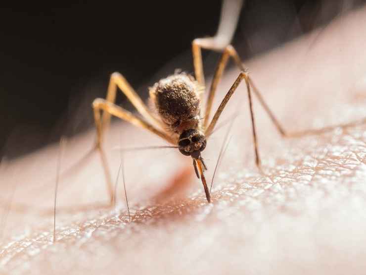 La zanzara comune che trasmette il virus West Nile, allarme in Italia