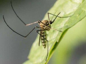 La zanzara comune trasmette il virus West Nile, allarme in Italia