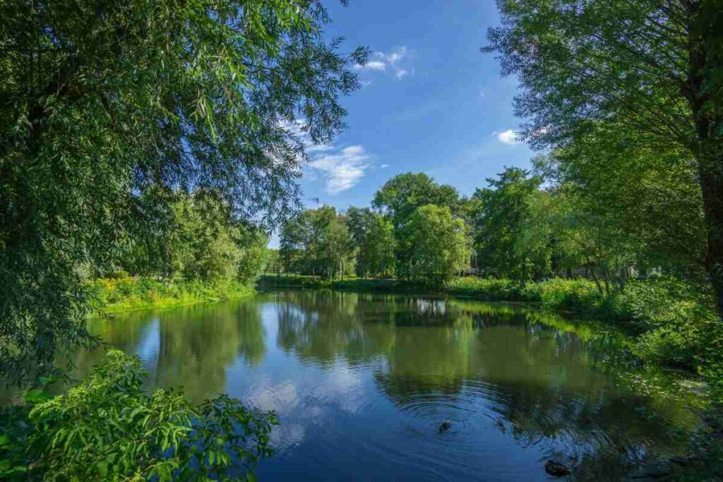 Paesaggio naturalistico con un lago e degli alberi