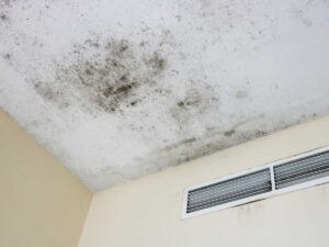 Muffo sul soffitto