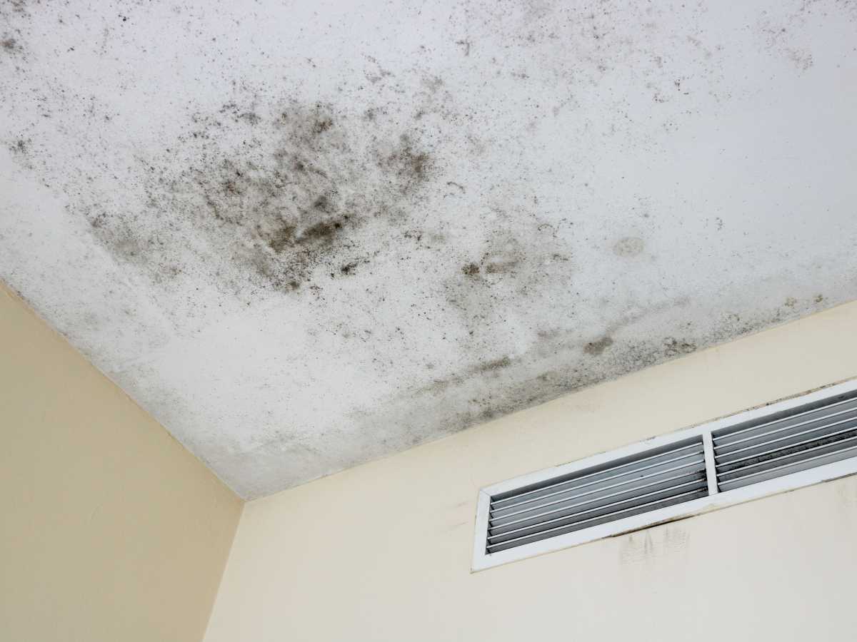 tutti stanno mettendo questa pianta in casa 232 l8217unica che toglie naturalmente umidit224 e muffa