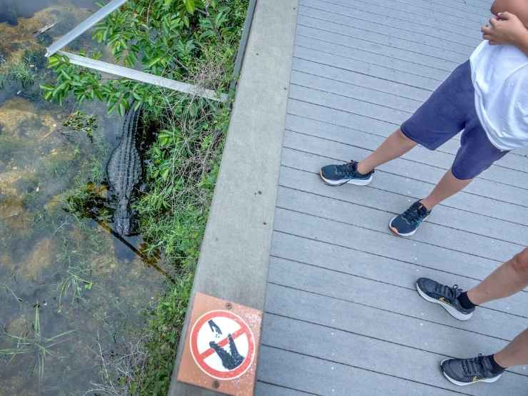 Un alligatore nei pressi del centro Alligator Alcatraz, dove si trovano detenuti anche due italiani