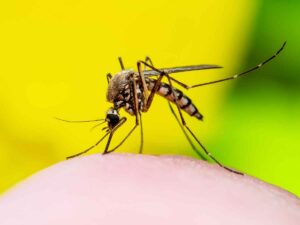 Zanzara Culex pipiens, responsabile della diffusione del virus West Nile