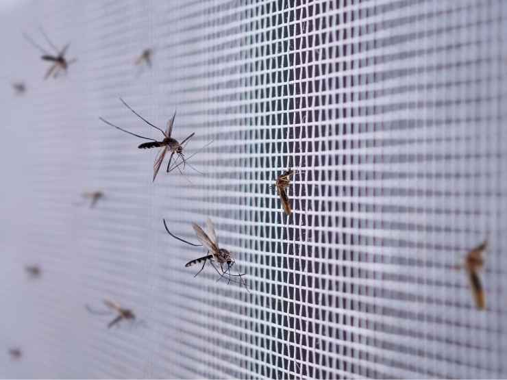 Zanzare Culex, responsabili della diffusione del virus West Nile