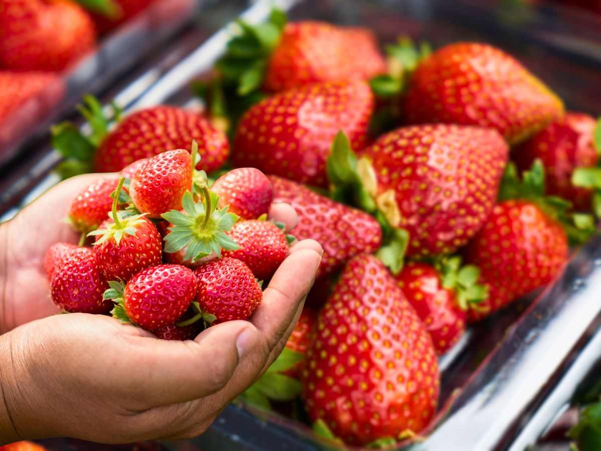 Ho sempre sbagliato a conservare le fragole: né nel frigorifero né nella fruttiera, ecco dove vanno Ho sempre sbagliato a conservare le fragole: né nel frigorifero né nella fruttiera, ecco dove vanno