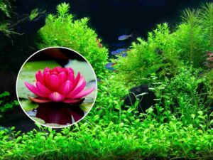 sfondo piante acquatiche e tondo con fiore