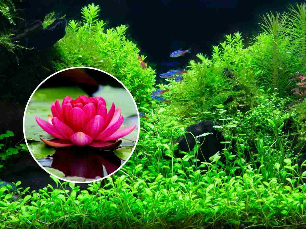 sfondo piante acquatiche e tondo con fiore