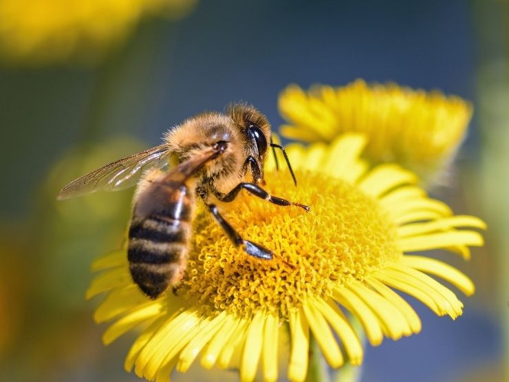 Un'ape su un fiore