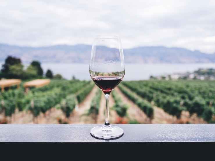 Calice di vino, sullo sfondo delle vigne in Italia