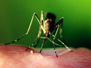 La zanzara responsabile della diffusione del virus chikungunya