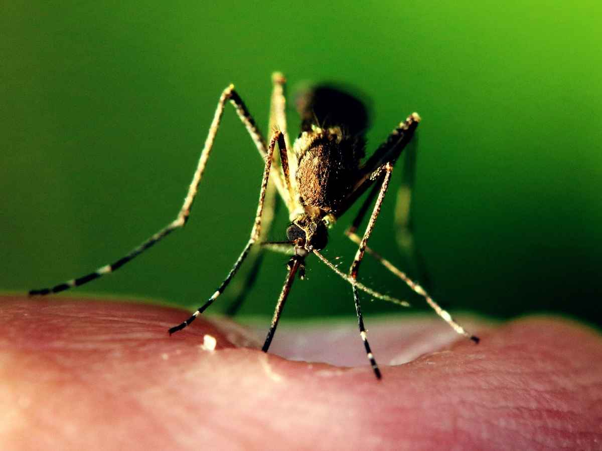 chikungunya non si fermano i casi in italia l8217oms c8217232 una recrudescenza globale ecco come proteggere s233 stessi e la propria famiglia