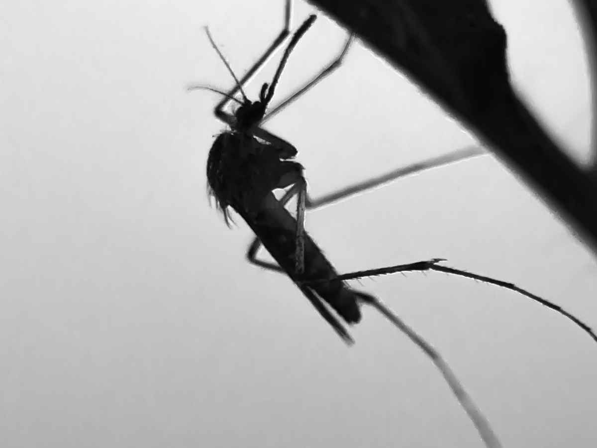 la chikungunya 232 in italia casi autoctoni e caccia alla zanzara tigre infetta cina nel caos per lo stesso virus l8217oms le malattie tropicali si stanno diffondendo