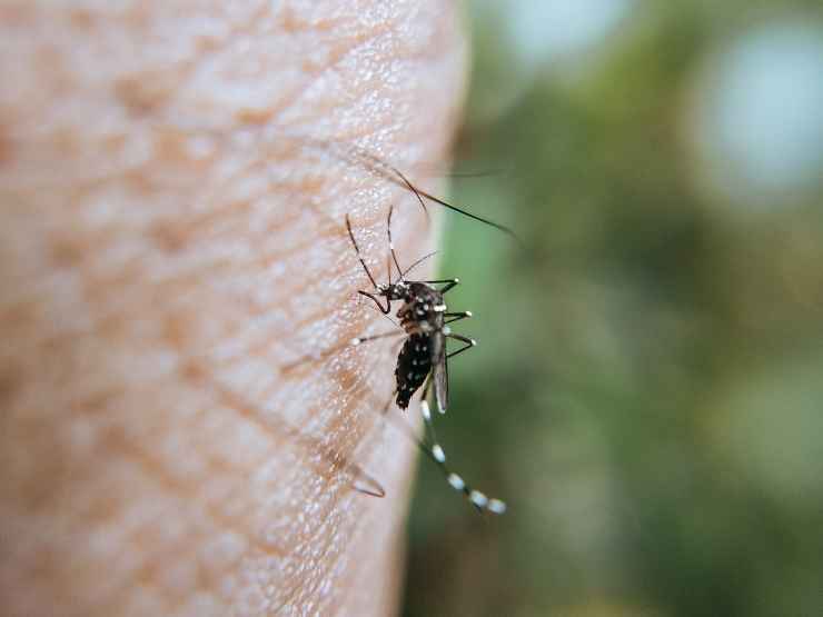 La zanzara tigre responsabile della dfifusione della malattia chikungunya