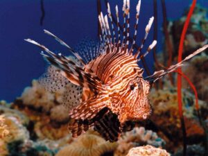 Un esemplare di pesce scorpione è stato avvistato in Puglia