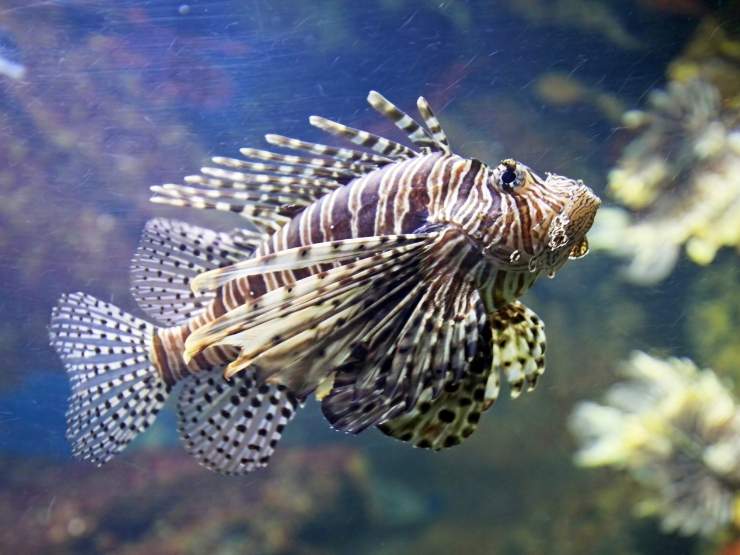 Un Pesce scorpione