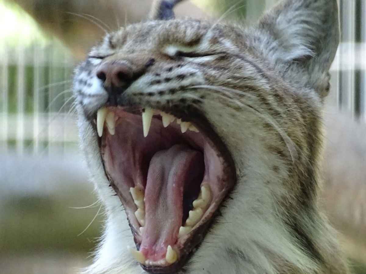 Una lince europea dello zoo di Aalborg, il parco è finito nella bufera