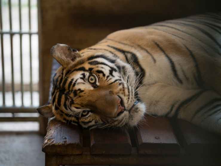 Una tigre in uno zoo