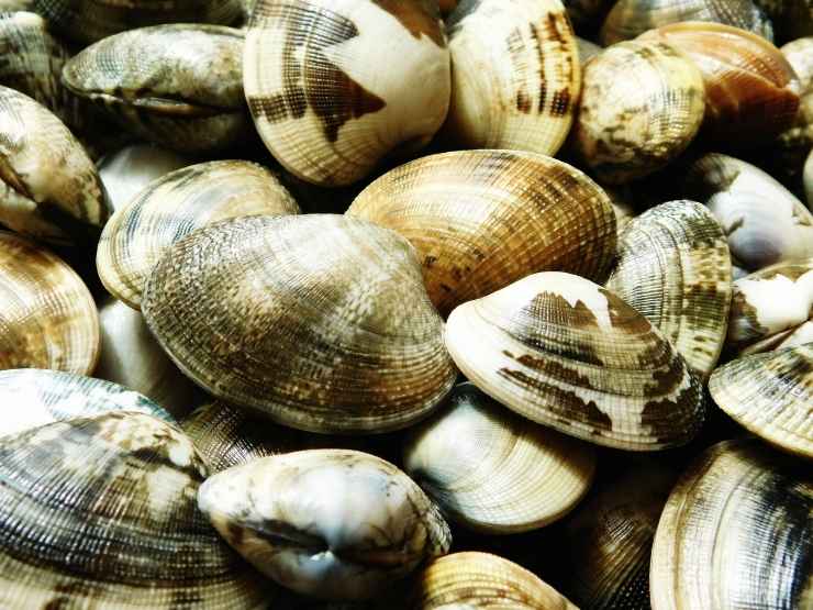 Vongole, allarme Europol