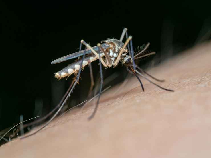 Zanzara tigre responsabile della dfifusione della malattia chikungunya