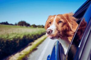 cane in auto