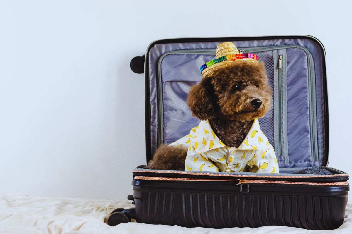 Stai andando in vacanza? Forse anche il tuo cane ha bisogno di ferie, ecco cosa dicono gli esperti Stai andando in vacanza? Forse anche il tuo cane ha bisogno di ferie, ecco cosa dicono gli esperti