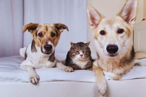 due cani e un gatto