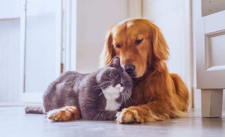 cane e gatto