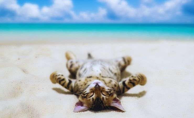 gatto al sole in spiaggia