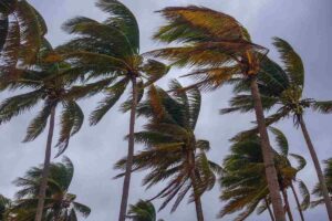 palme