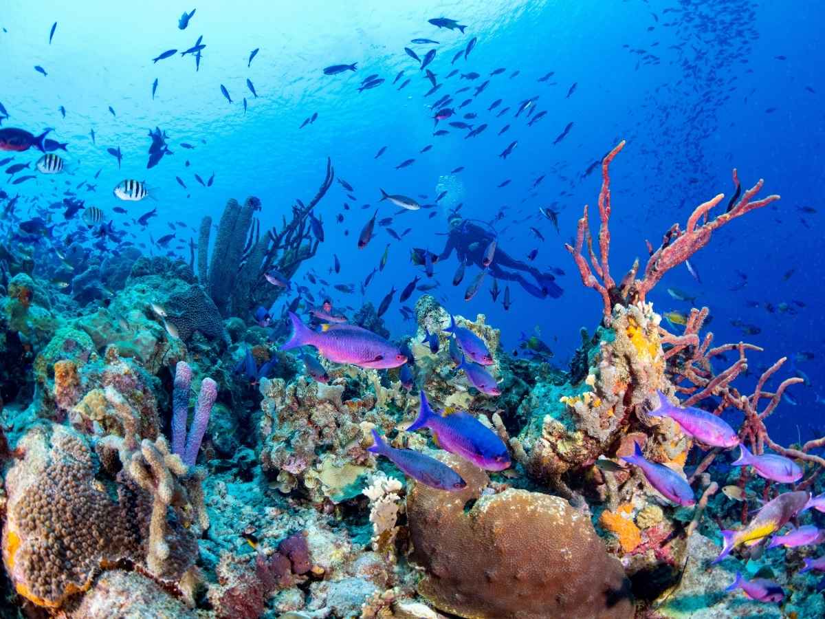 Animali del mare azzurro