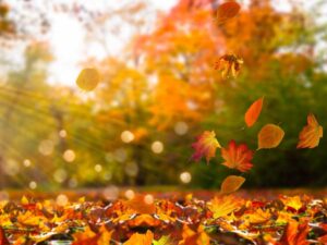 Parco in autunno