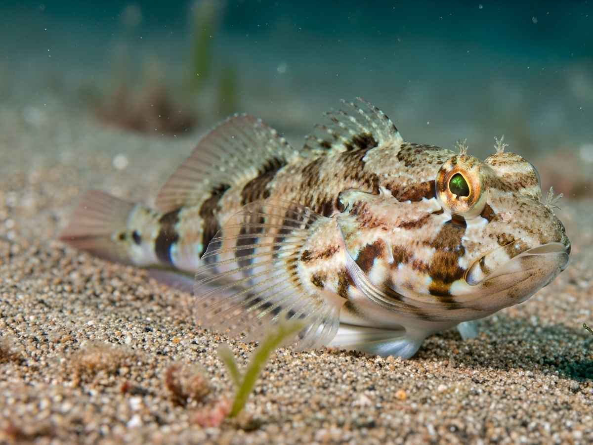La fauna marina è più abbondante sulle bombe della Seconda Guerra Mondiale: l’incredibile scoperta nel Mar Baltico