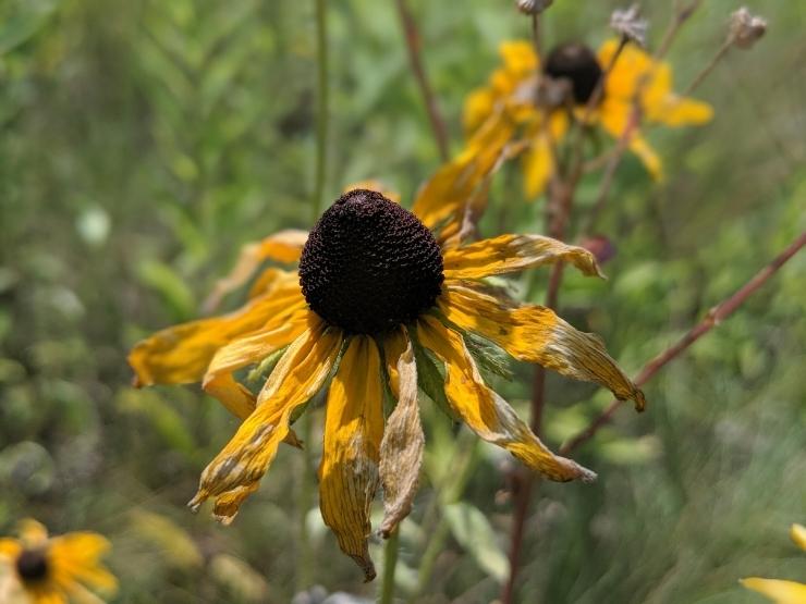 Girasole secco per il caldo