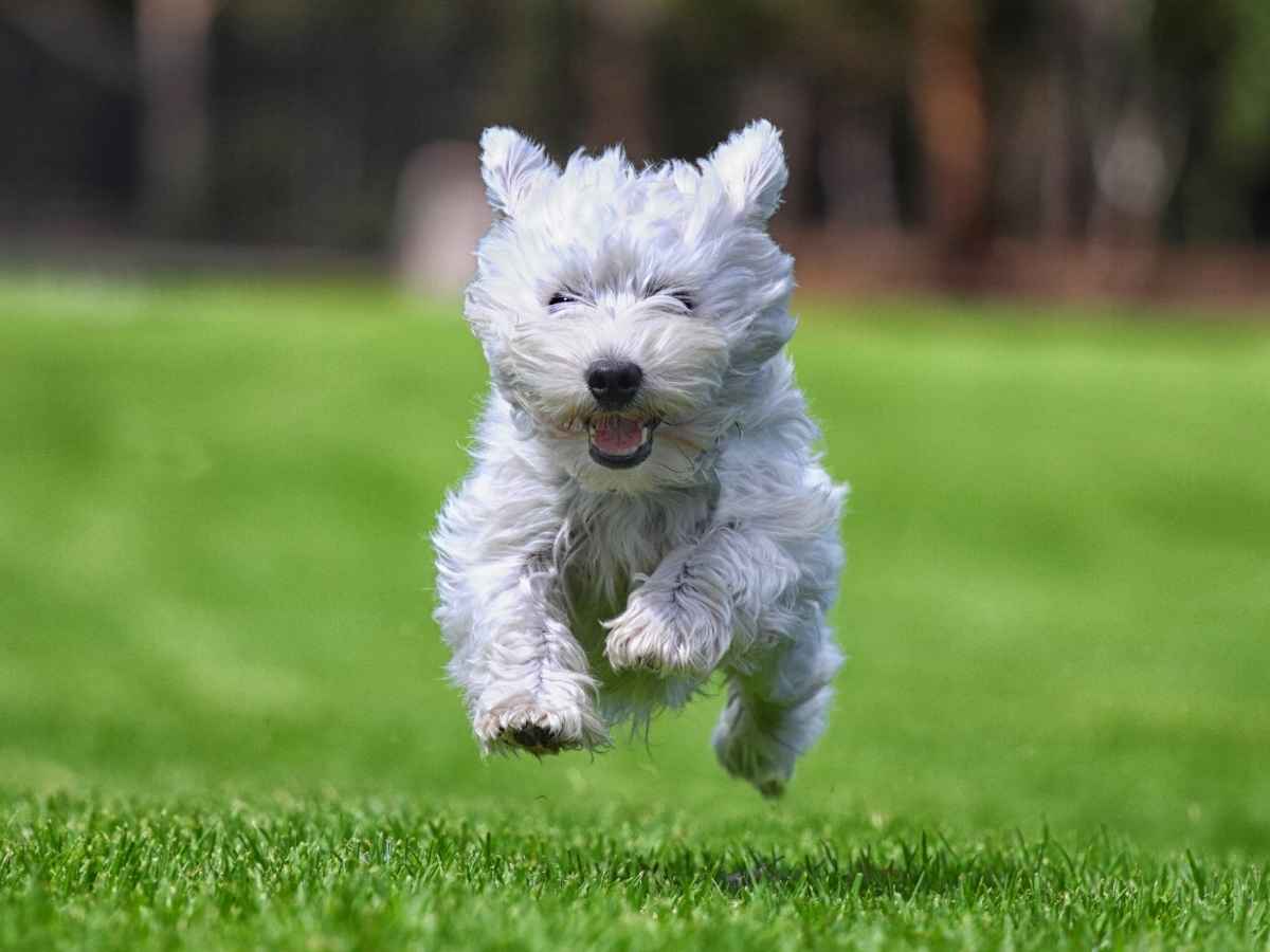 La tassa per i cani di Bolzano fa il giro del mondo, la pagheranno residenti e turisti: “Più sacchettini e aree per animali”