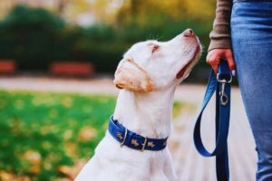 cane e padrone col guinzaglio