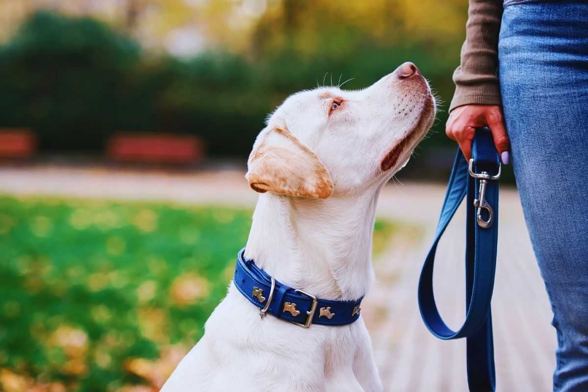 Il Covid ha cambiato i cani, addestrarli è sempre più difficile: ecco perché Il Covid ha cambiato i cani, addestrarli è sempre più difficile: ecco perché