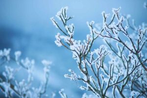 neve su albero