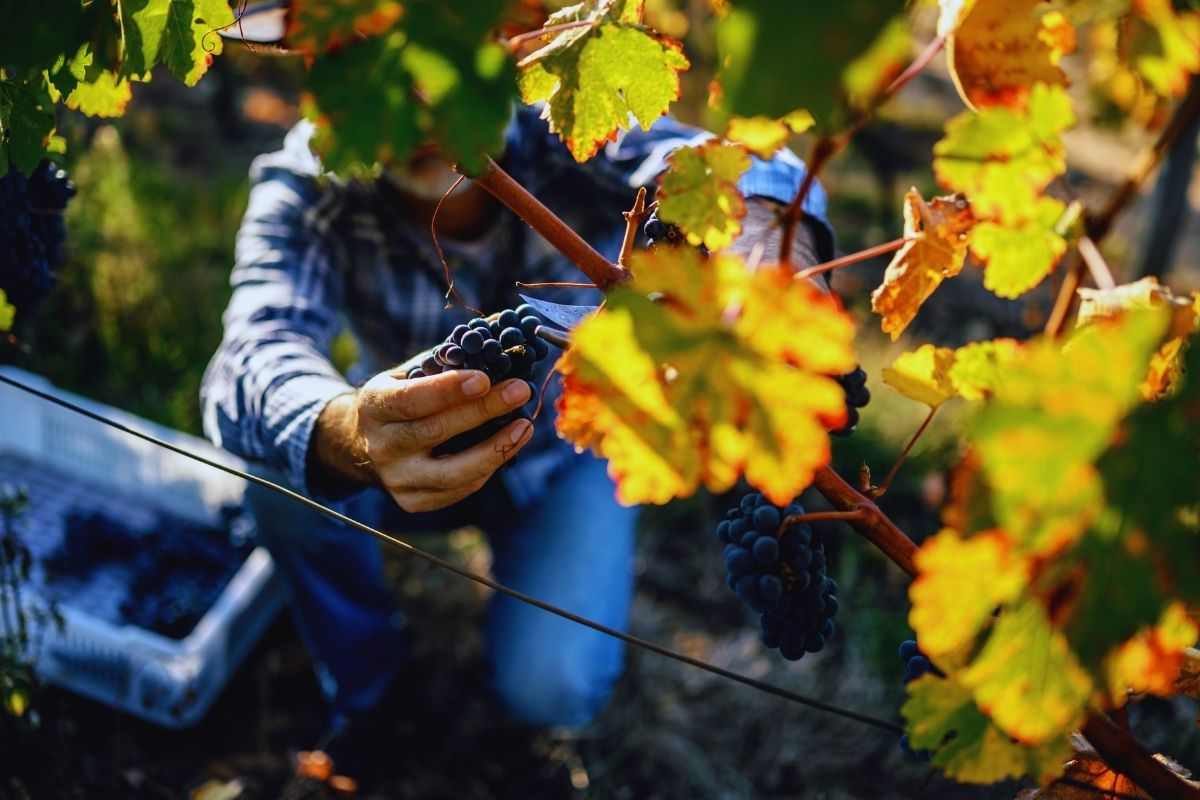 vendemmia 2025 si parte col botto prevista una stagione con qualit224 al top