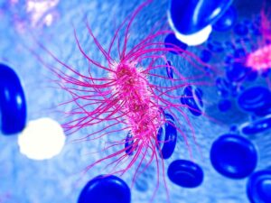 Batterio dell'Escherichia coli