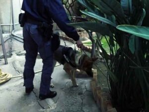 Reggio Calabria, uccide i figli neonati